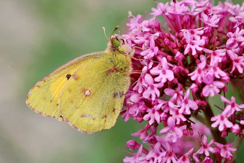 Colias crocea